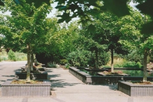 The Bosque, The Oregon Garden, Silverton, 2009. 